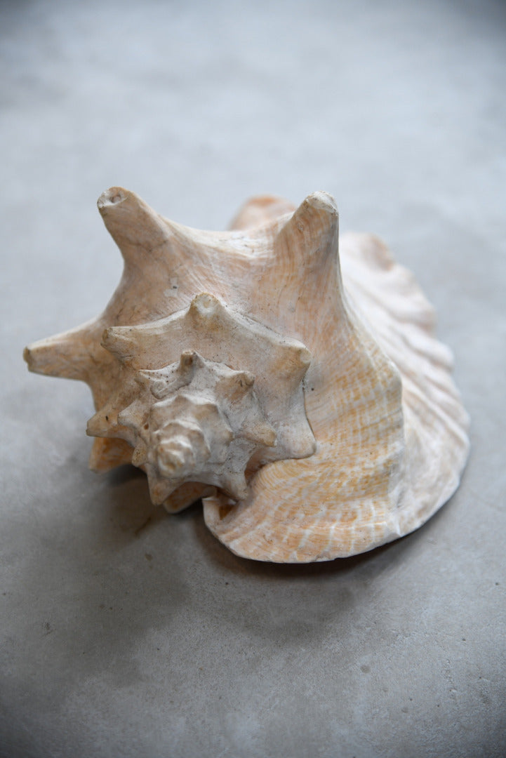 Large Conch Shell