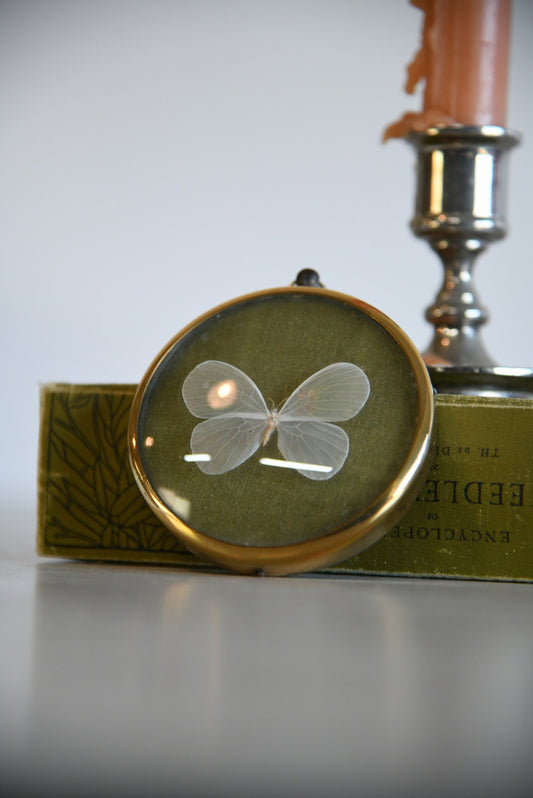 Vintage Framed Butterfly