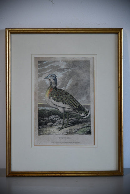 Antique Rodwell & Martin Hand Coloured Bird Engraving ~ Bustard