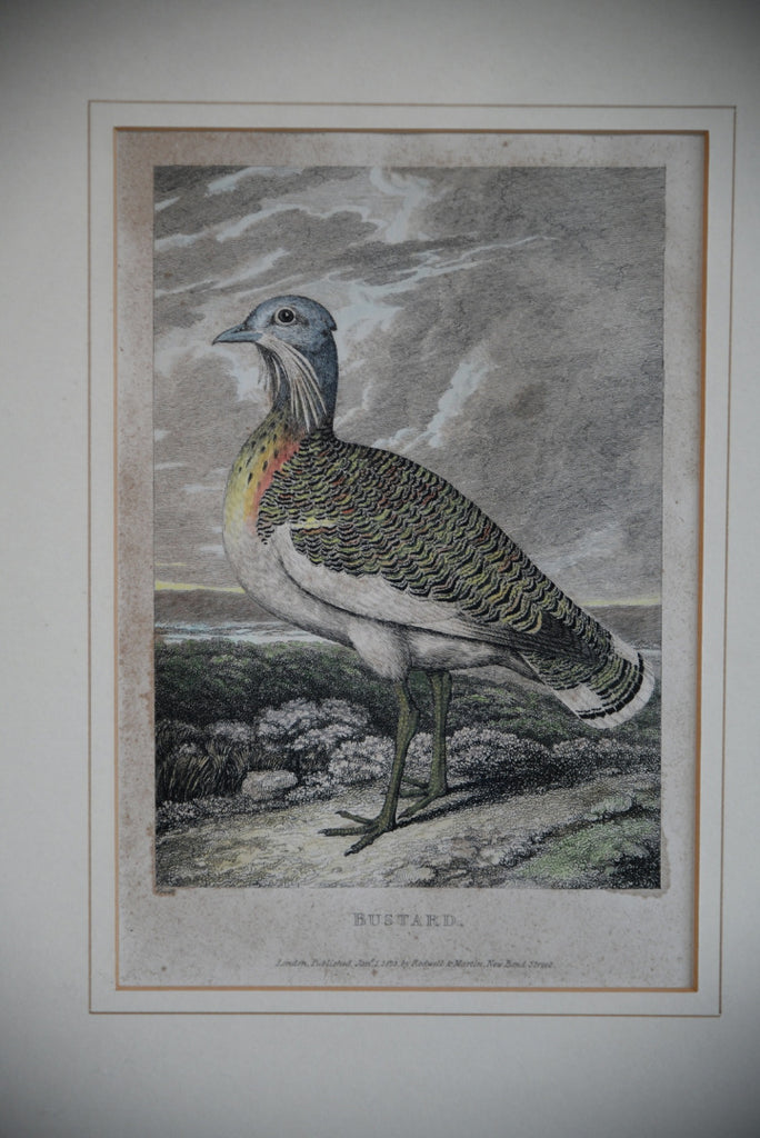 Antique Rodwell & Martin Hand Coloured Bird Engraving ~ Bustard