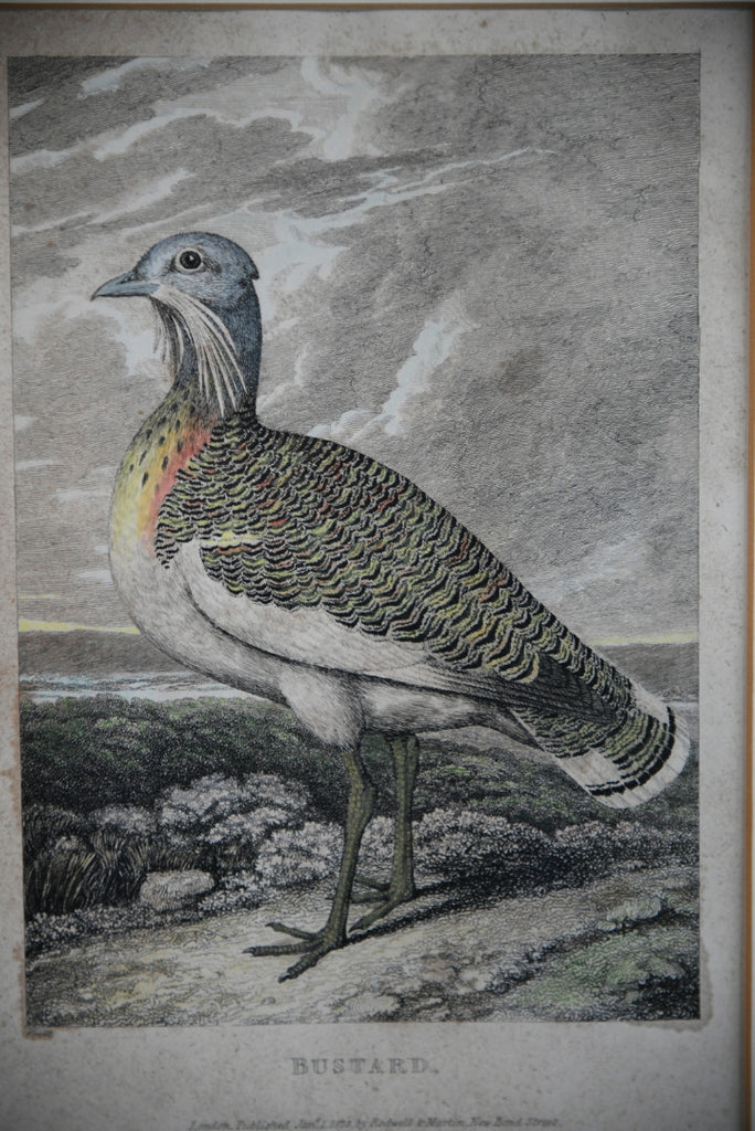 Antique Rodwell & Martin Hand Coloured Bird Engraving ~ Bustard