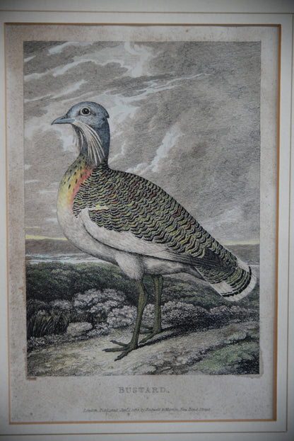 Antique Rodwell & Martin Hand Coloured Bird Engraving ~ Bustard