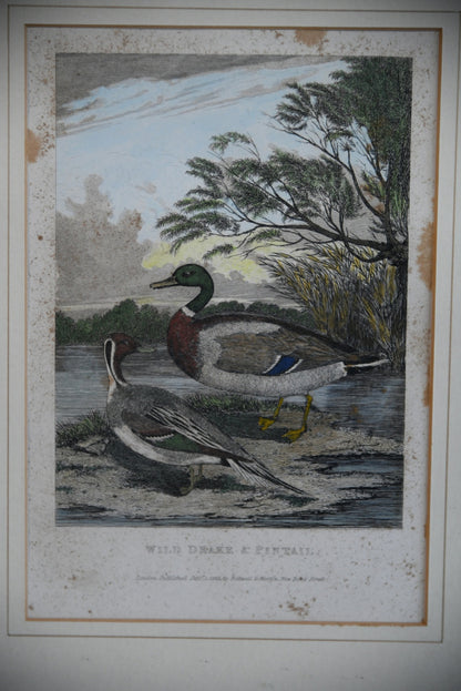 Wild Drake & Pintail Engraving