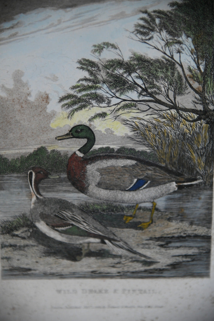 Wild Drake & Pintail Engraving