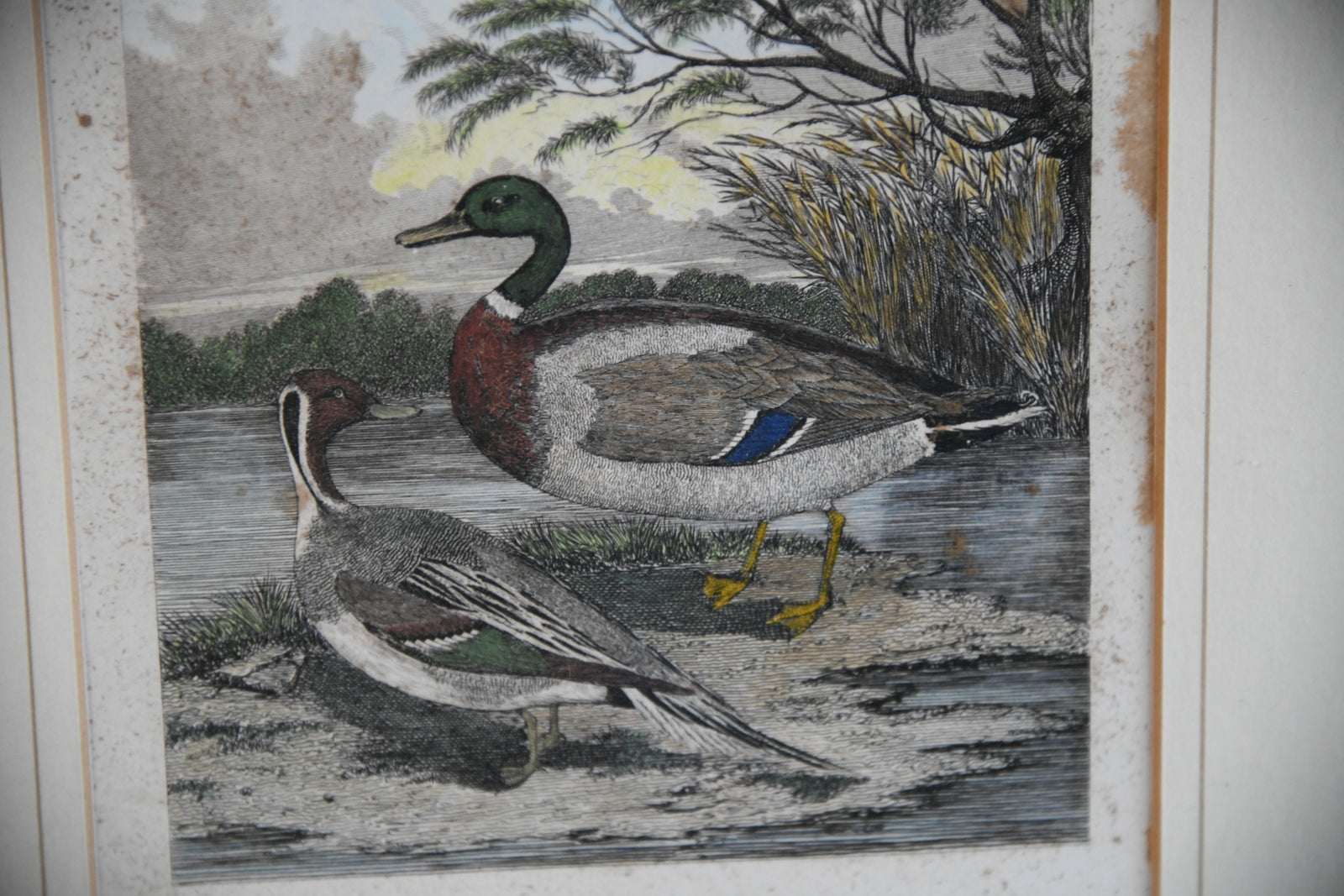 Wild Drake & Pintail Engraving