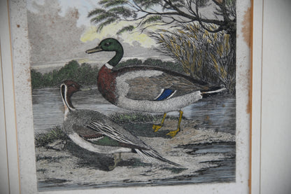 Wild Drake & Pintail Engraving