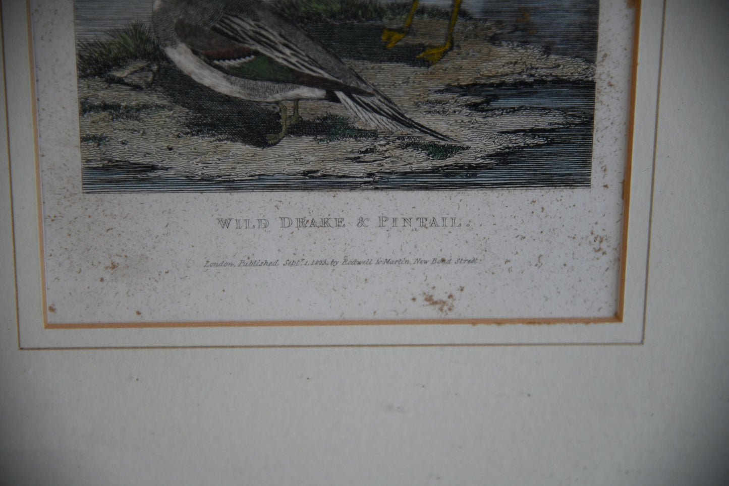 Wild Drake & Pintail Engraving