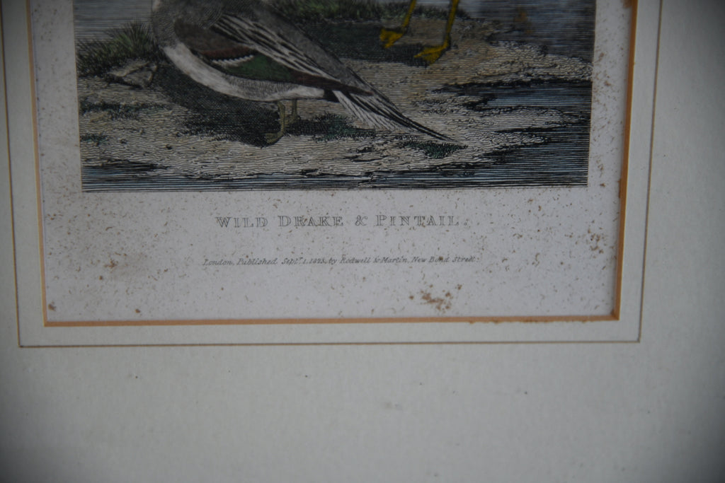 Wild Drake & Pintail Engraving