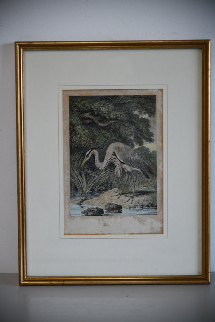 Antique Hand Coloured Engraving - Heron