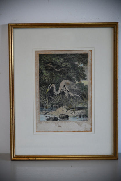 Antique Hand Coloured Engraving - Heron