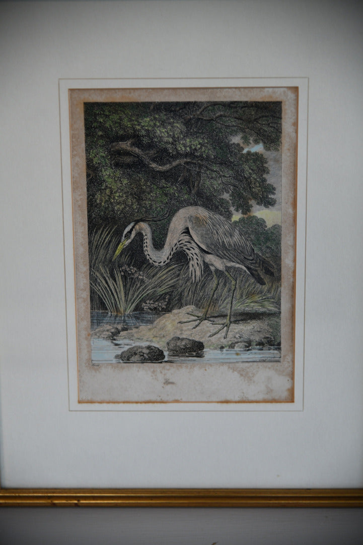 Antique Hand Coloured Engraving - Heron