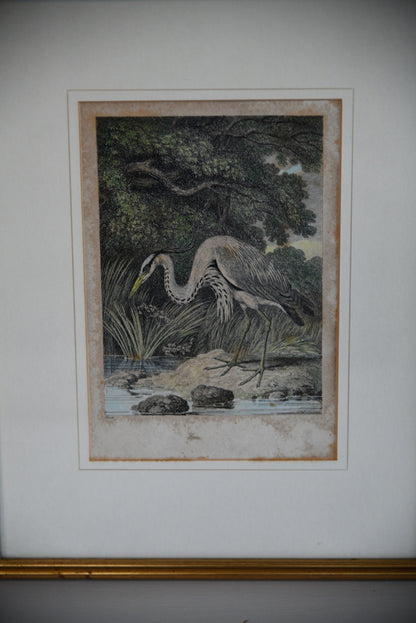 Antique Hand Coloured Engraving - Heron