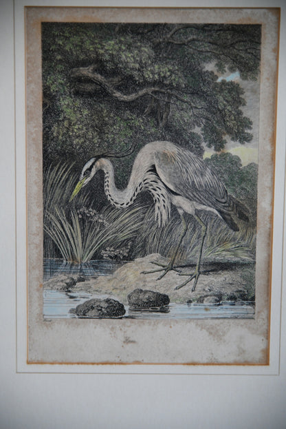 Antique Hand Coloured Engraving - Heron