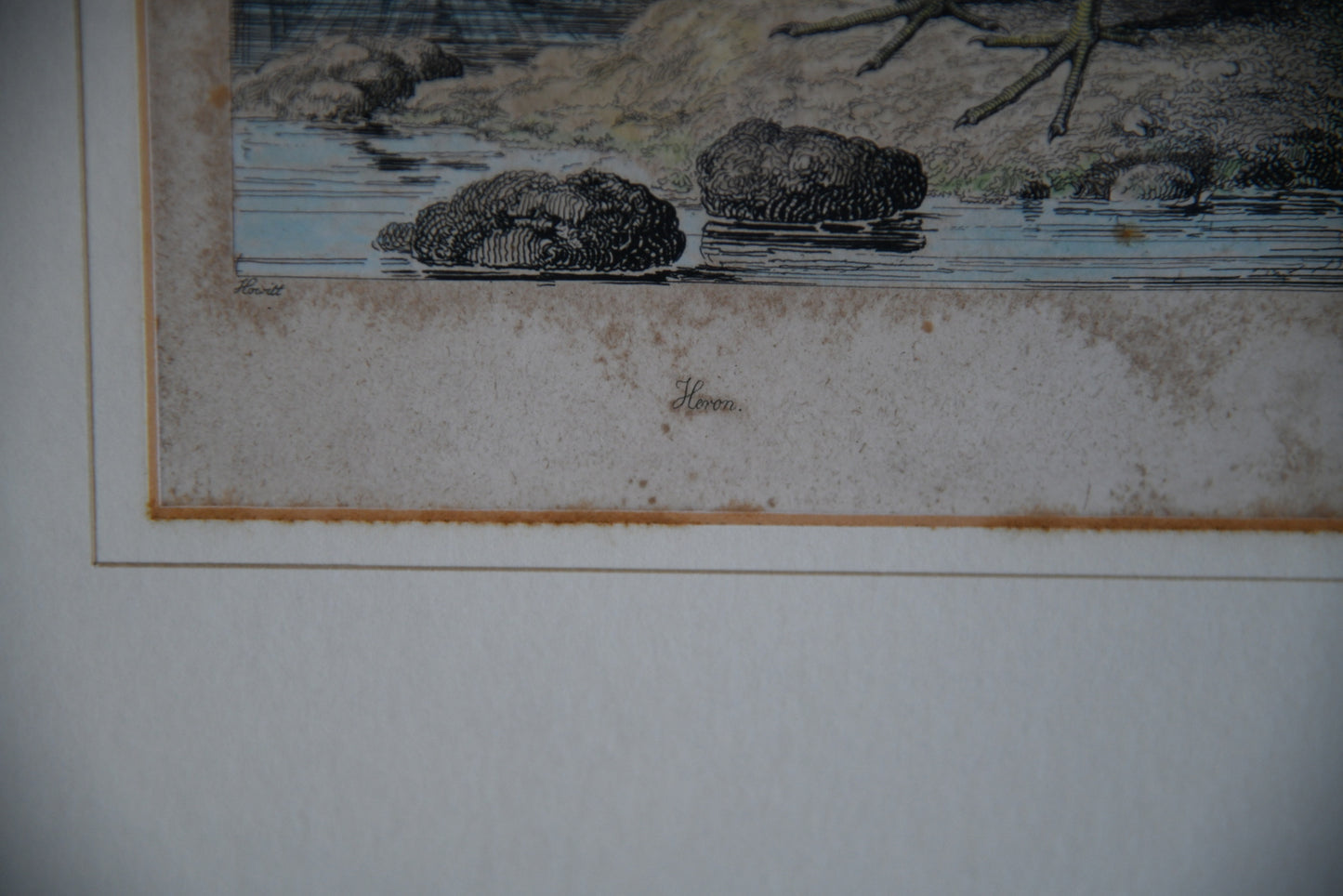 Antique Hand Coloured Engraving - Heron