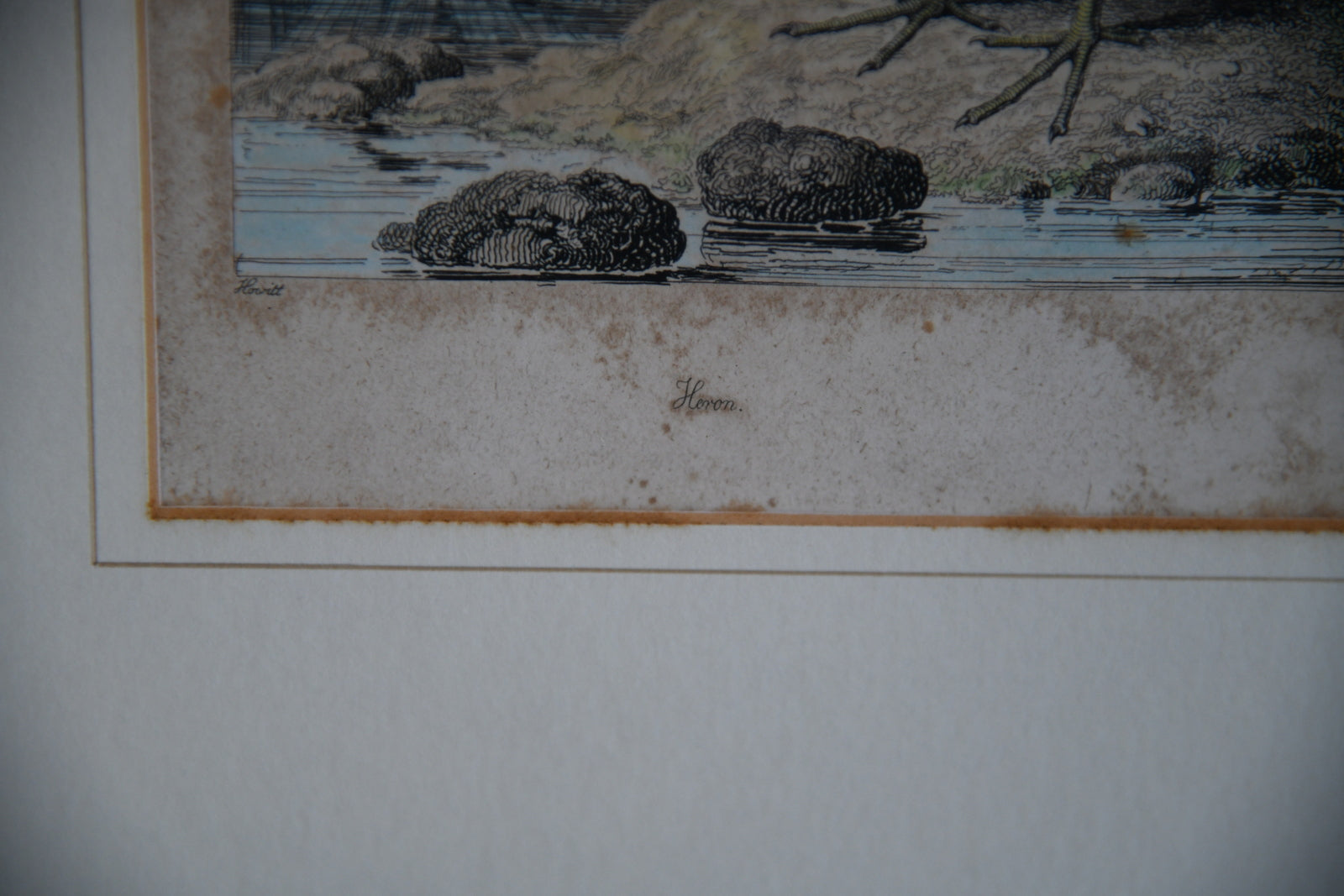 Antique Hand Coloured Engraving - Heron