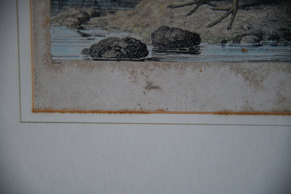 Antique Hand Coloured Engraving - Heron