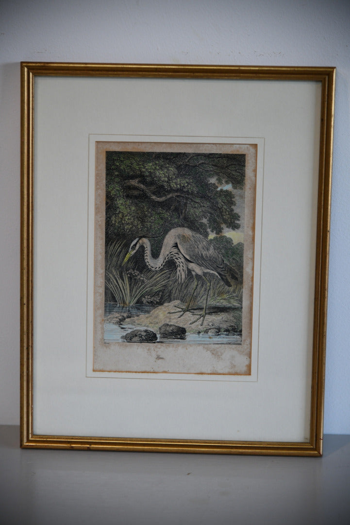 Antique Hand Coloured Engraving - Heron