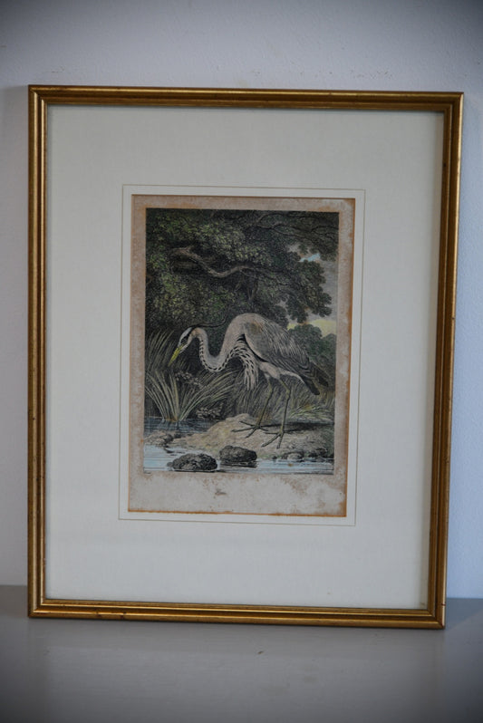 Antique Hand Coloured Engraving - Heron