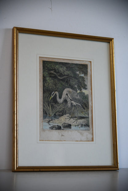 Antique Hand Coloured Engraving - Heron