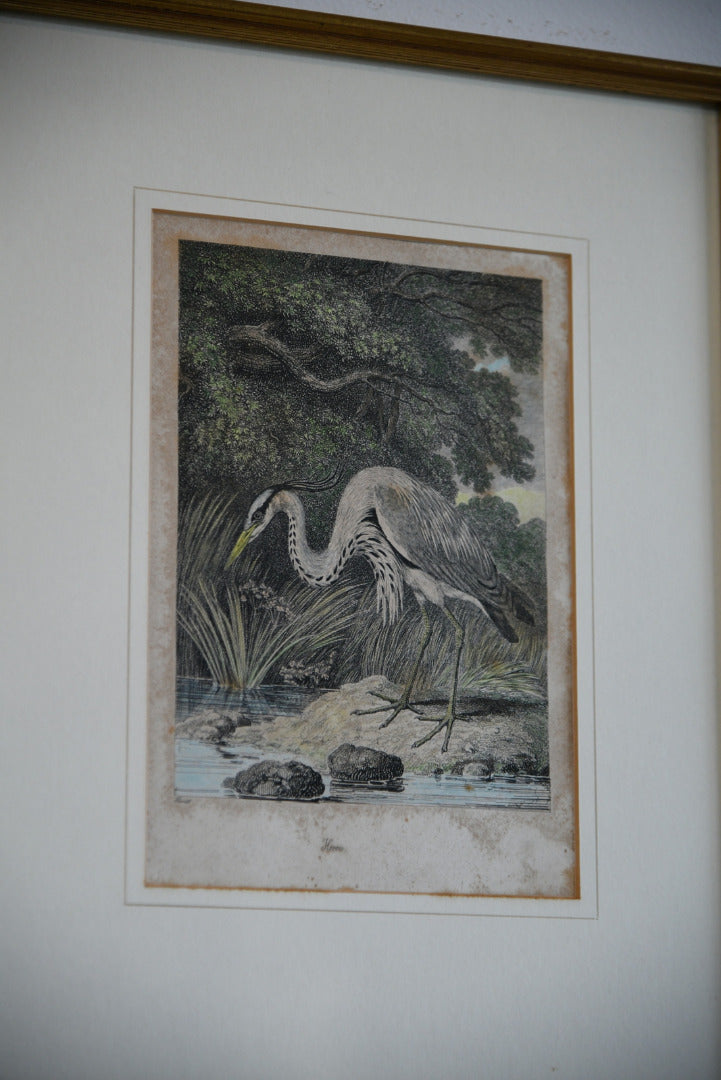 Antique Hand Coloured Engraving - Heron