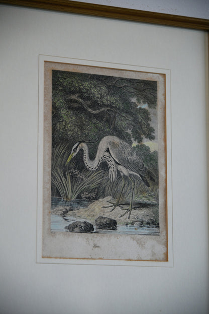 Antique Hand Coloured Engraving - Heron
