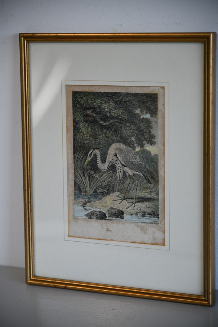 Antique Hand Coloured Engraving - Heron