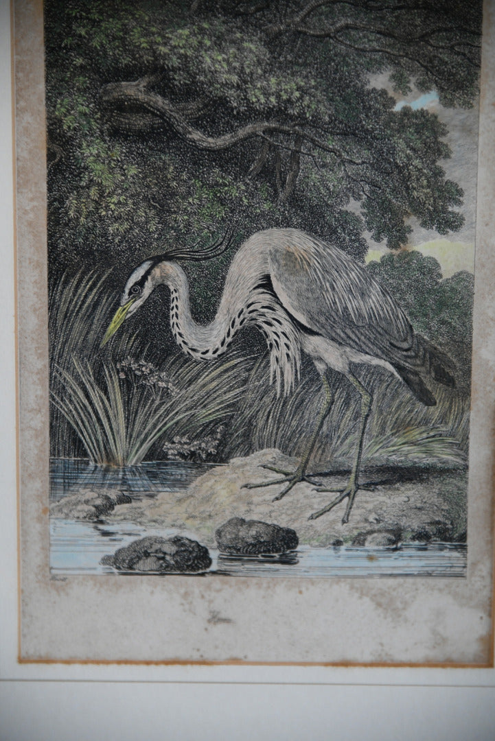 Antique Hand Coloured Engraving - Heron