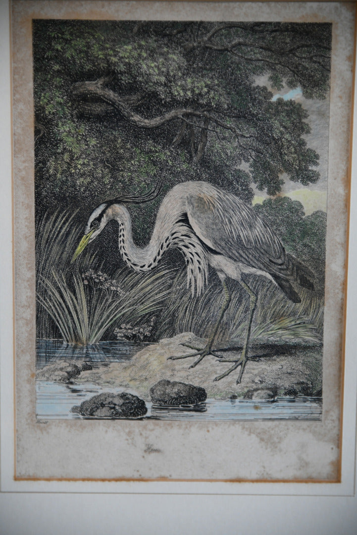 Antique Hand Coloured Engraving - Heron