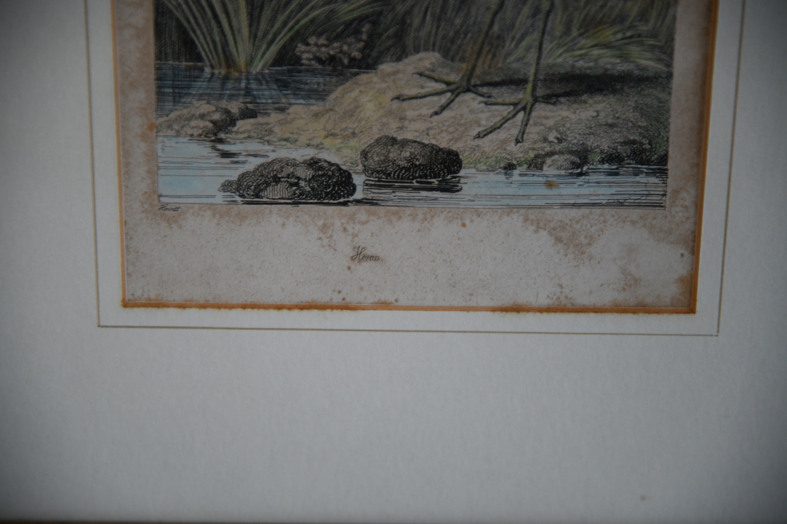 Antique Hand Coloured Engraving - Heron