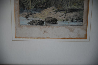 Antique Hand Coloured Engraving - Heron