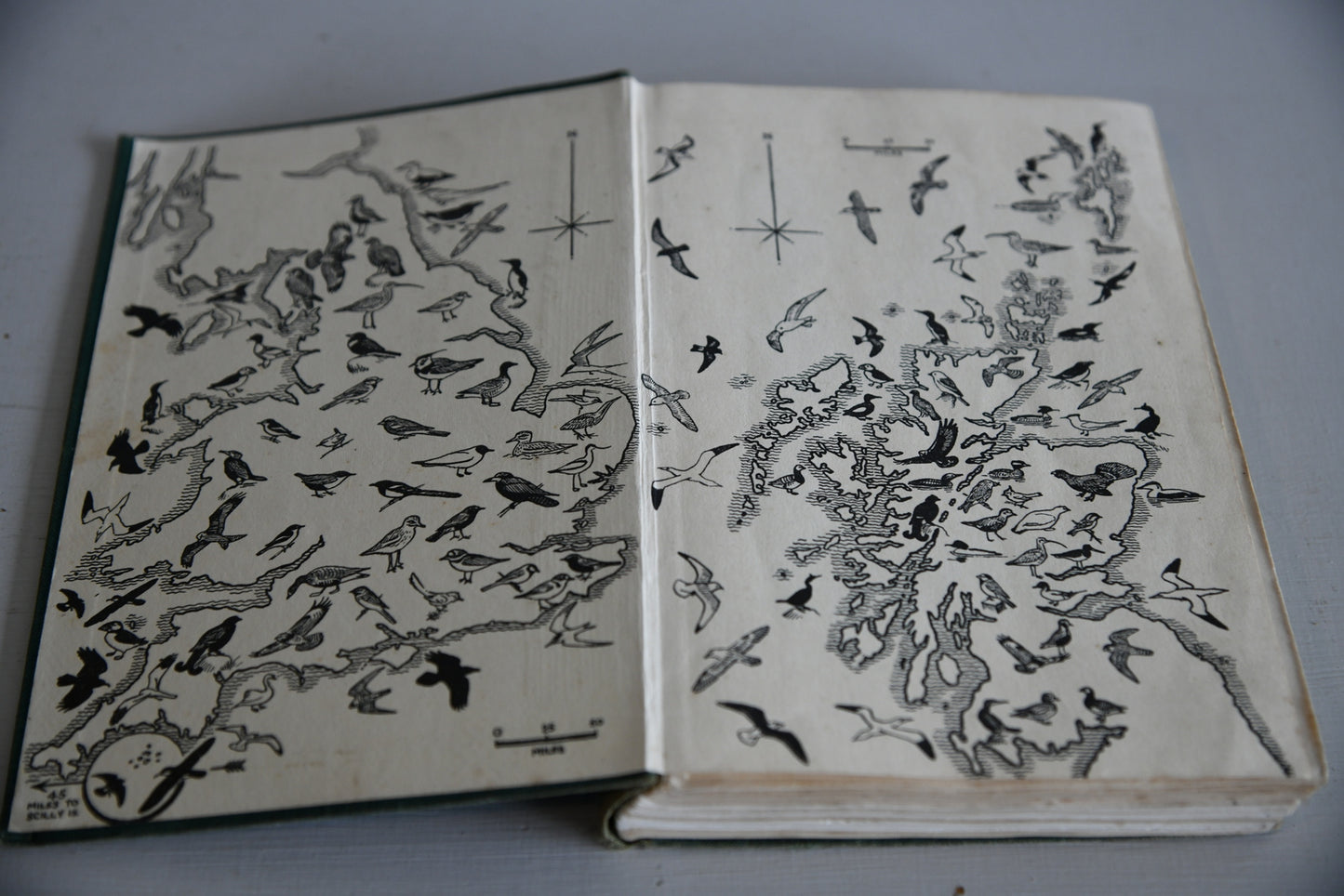 Vintage Collins Guide To British Birds