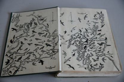 Vintage Collins Guide To British Birds