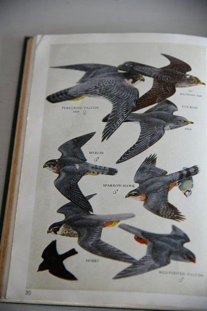 Vintage Collins Guide To British Birds