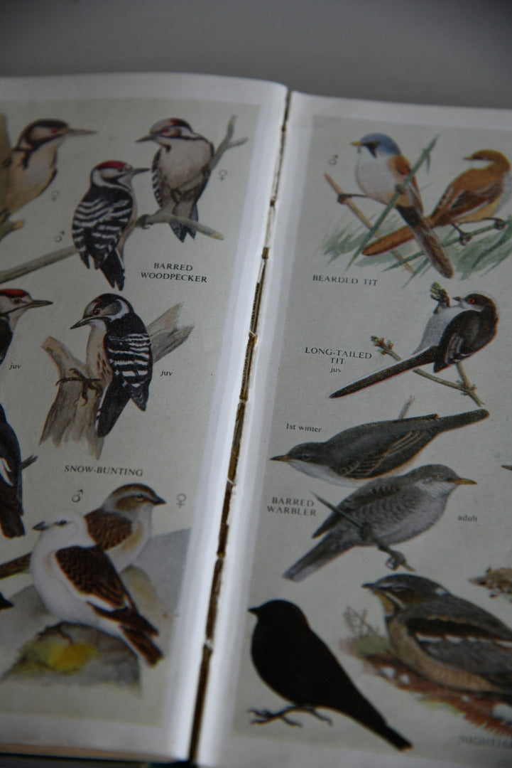 Vintage Collins Guide To British Birds
