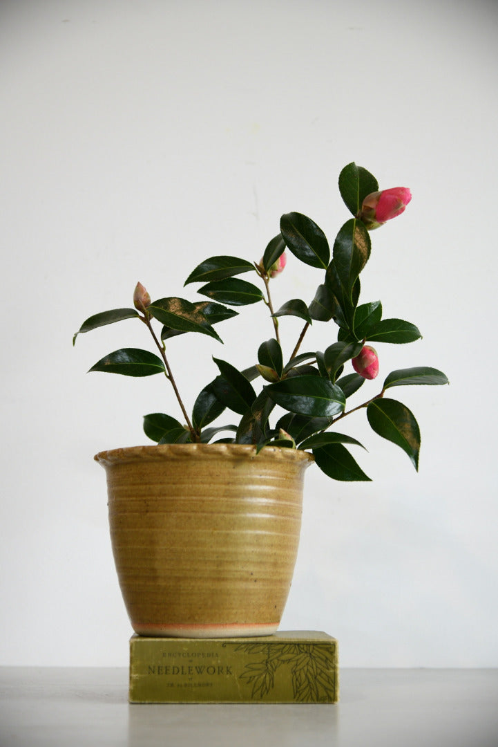 Cornish Pottery Plant Pot