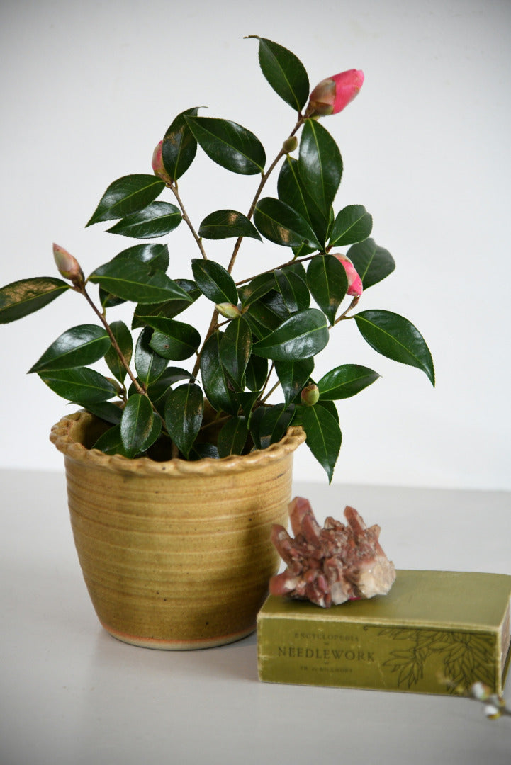 Cornish Pottery Plant Pot