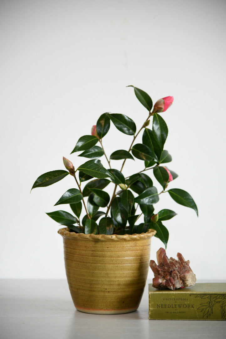 Cornish Pottery Plant Pot