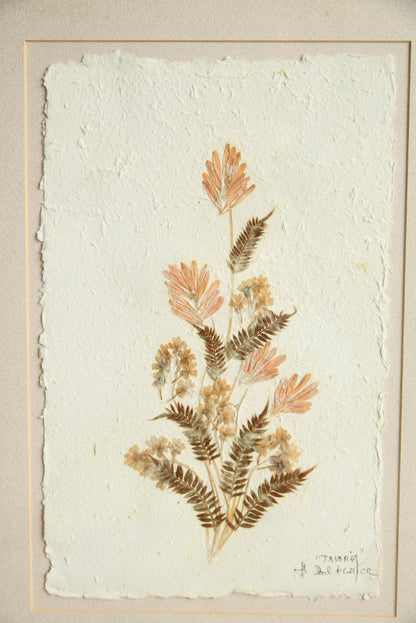 Framed Pressed Flowers