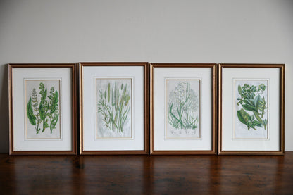 4 Botanical Framed Engravings