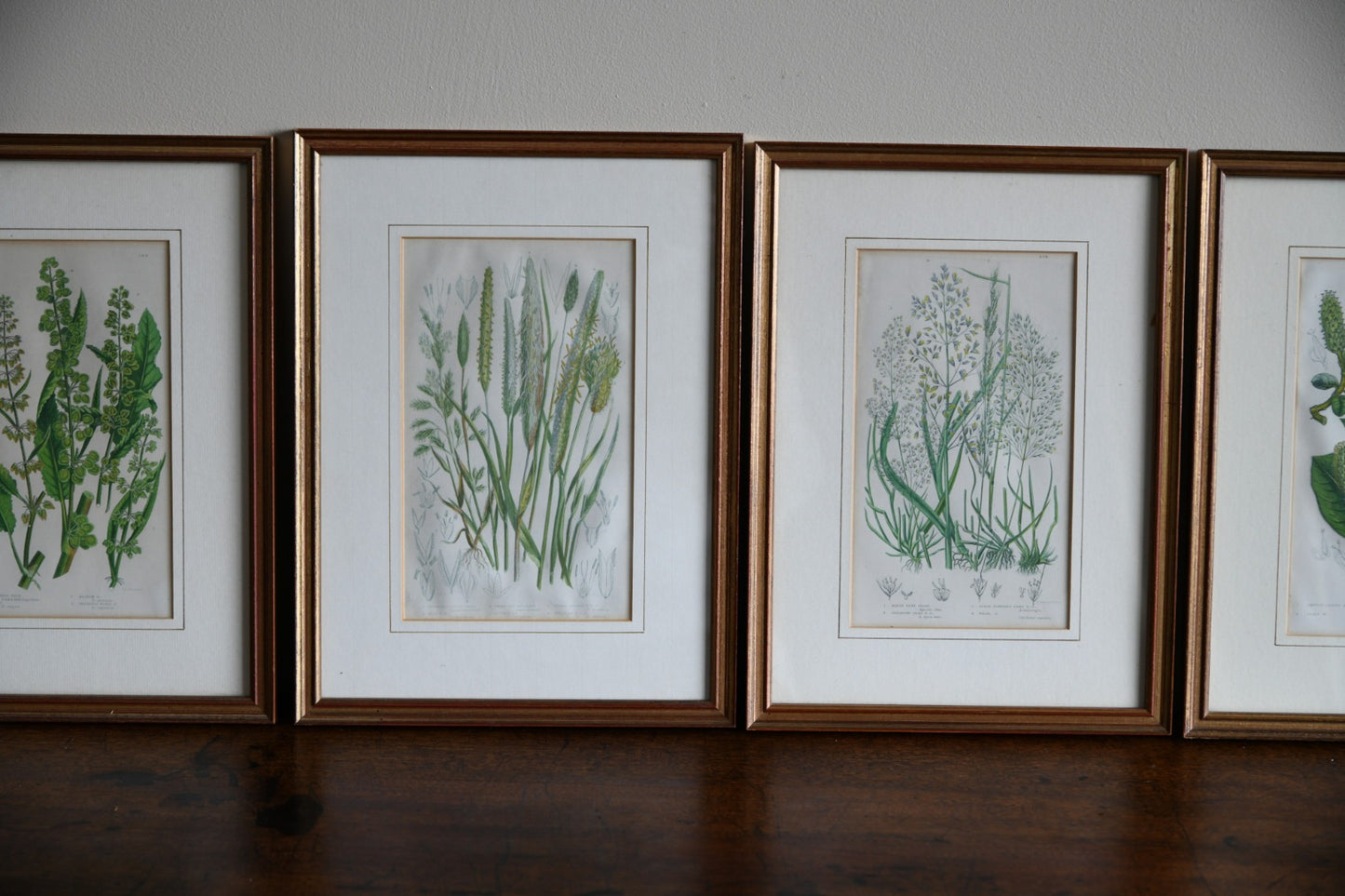 4 Botanical Framed Engravings