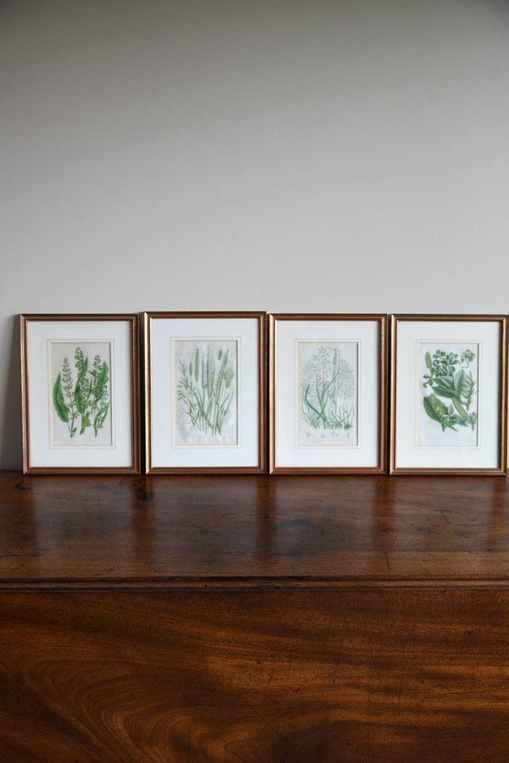 4 Botanical Framed Engravings