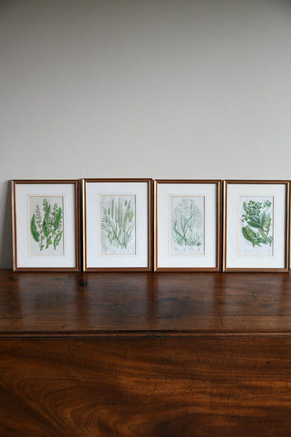 4 Botanical Framed Engravings