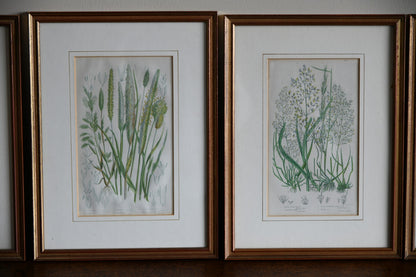 4 Botanical Framed Engravings