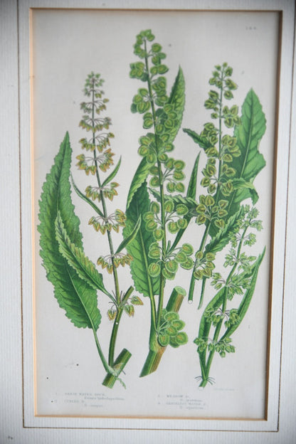 4 Botanical Framed Engravings