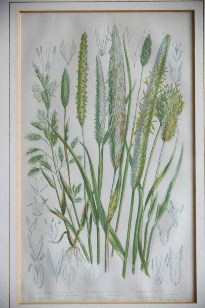 4 Botanical Framed Engravings