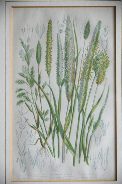 4 Botanical Framed Engravings