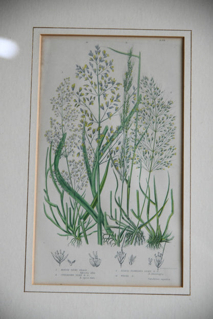 4 Botanical Framed Engravings