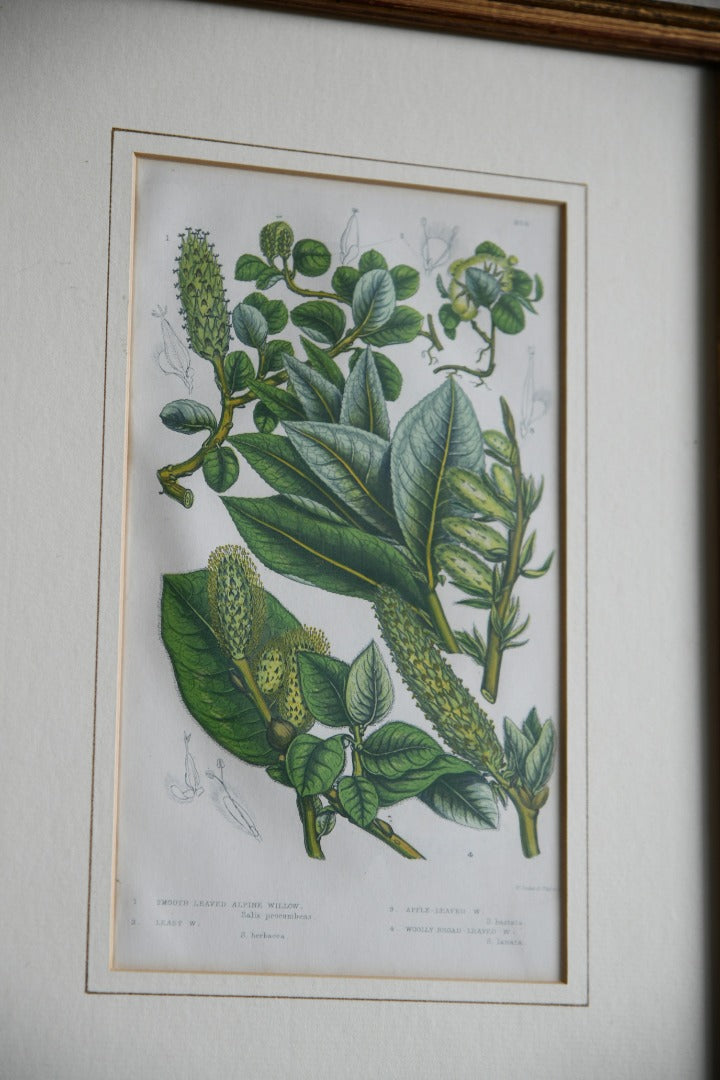 4 Botanical Framed Engravings