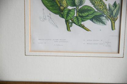 4 Botanical Framed Engravings