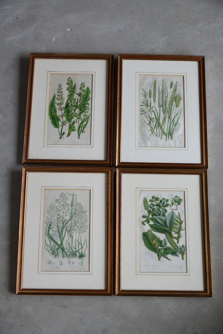 4 Botanical Framed Engravings